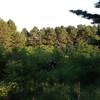 Looking across the bowl and towards the Pine trees.