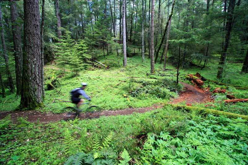 Enjoying the shady and secluded singletrack at the southern edge of Annadel State Park.