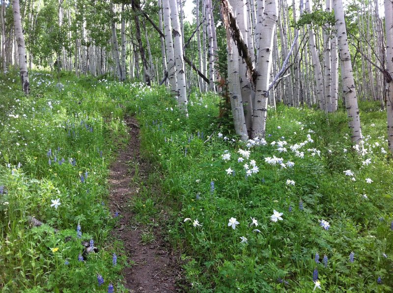 Hundreds of thriving columbine flowers at the bottom of the Buttermilk Bowls trail