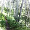 Singletrack through an aspen grove, just uphill from the Funicular that serves the Pines neighborhood during winter.