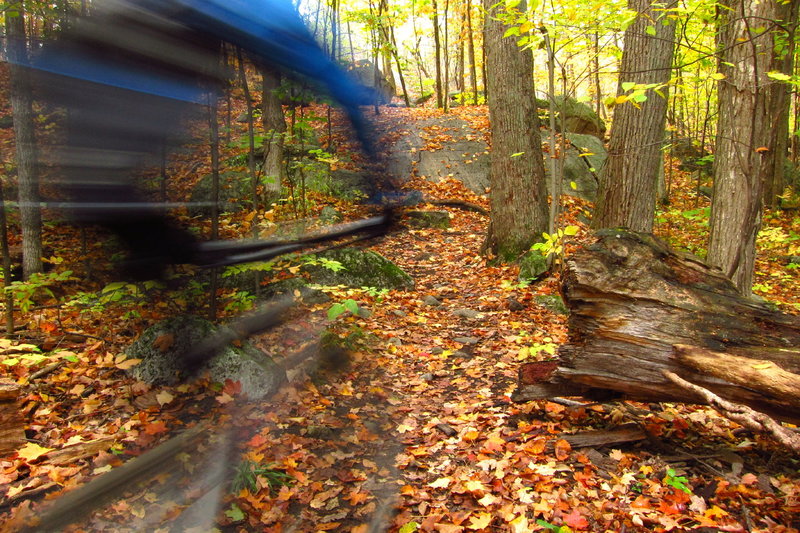 Sampling Kanata's finest singletrack within the South March Highlands Conservation Forest.