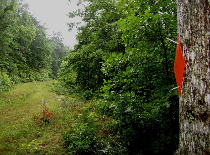 Orange blazes mark the loop