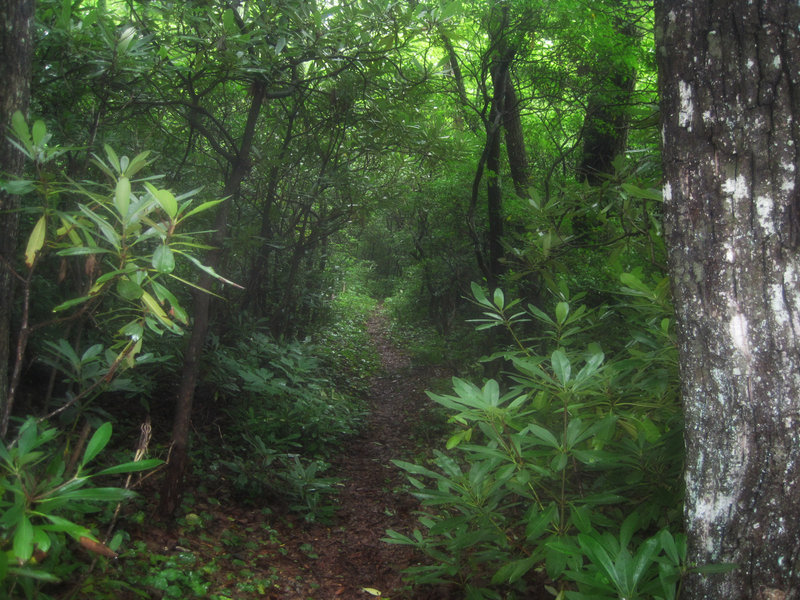 Lush forest on Bad Fork Trail