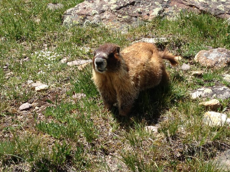 Friendly marmot at the top of Searle Pass.