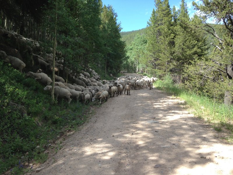 Lookout for the sheep on Resolution Rd.!
