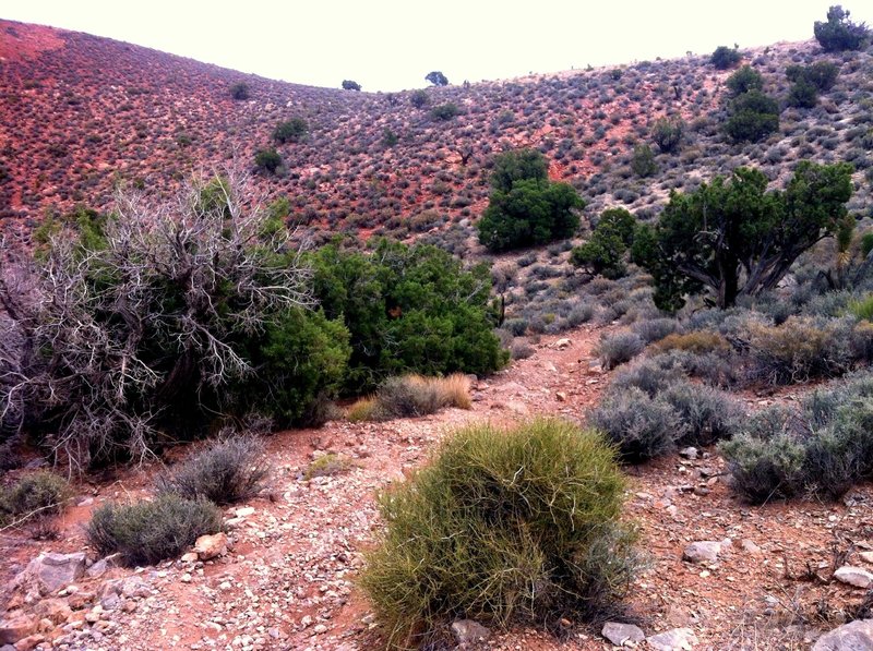 A great section of trail on Dead Horse Loop