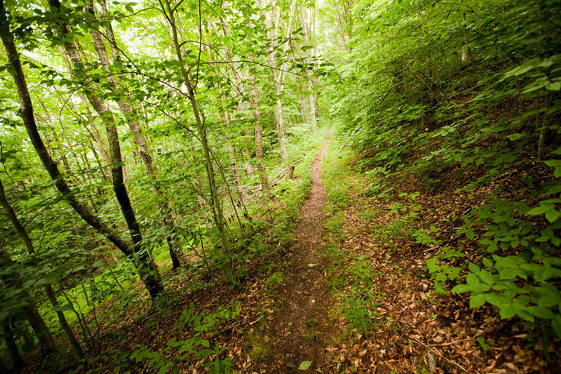 Lumberjack is relatively flat and straight.  Be prepared for several water crossings that include roots and rocks.