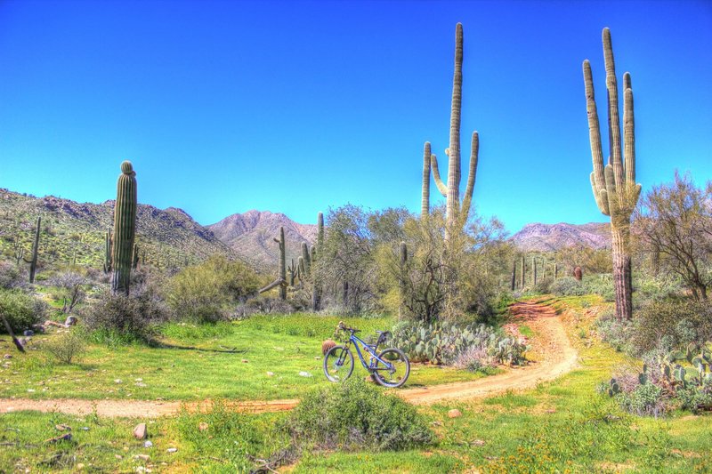 Coachwhip Trail