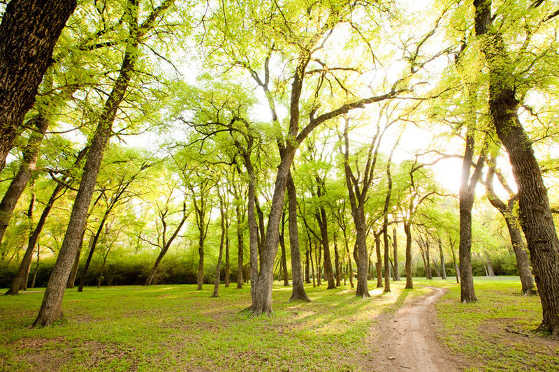 Flat singletrack through a grove of trees at Gateway Park.