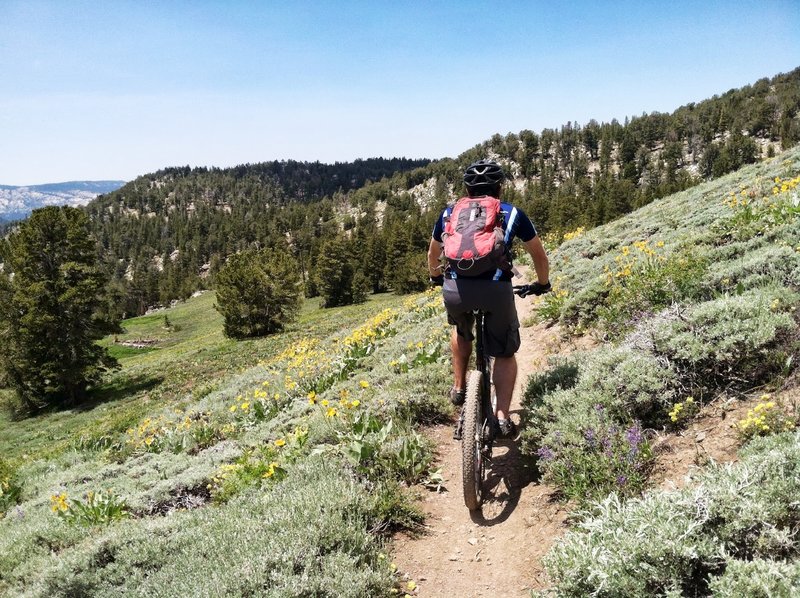 Great views and lung busting climbs through this section of the Tahoe Rim Trail