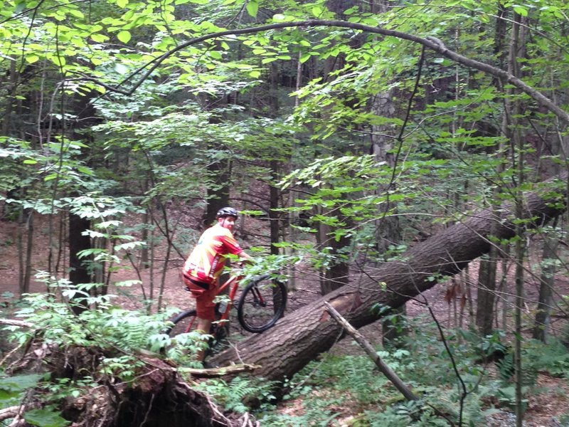 The intrepid rider begins his ascent of the two story log skinny.