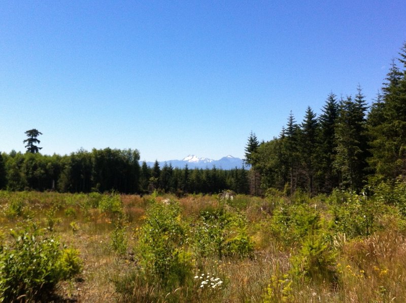 View from the edge of one of the clear cut areas looking at some pretty mountains in the distance.