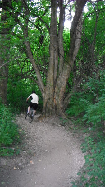 Spirit Tree.