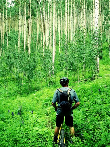 Aspen grove and larkspur