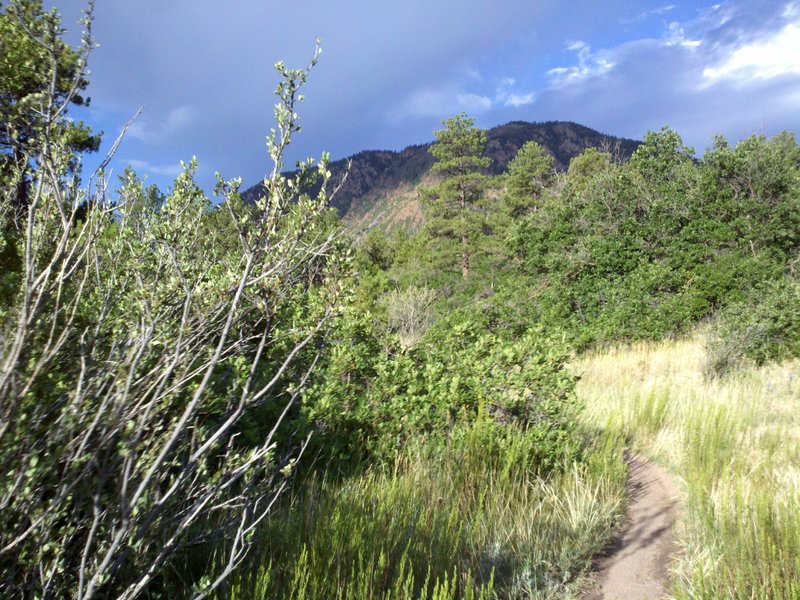 Midway up Twisty Oaks with Mount Herman in the background.  Scrub oak brackets the trail.