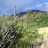 Midway up Twisty Oaks with Mount Herman in the background.  Scrub oak brackets the trail.