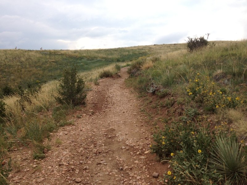 a slightly bumpy trail heading up the mountain