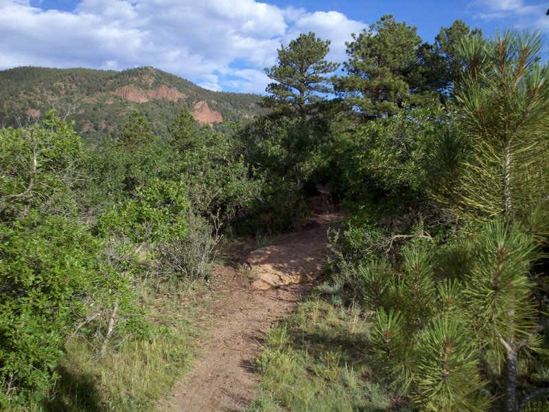 Easy rock obstacle along Twisty Oaks; Mount Herman is in the background