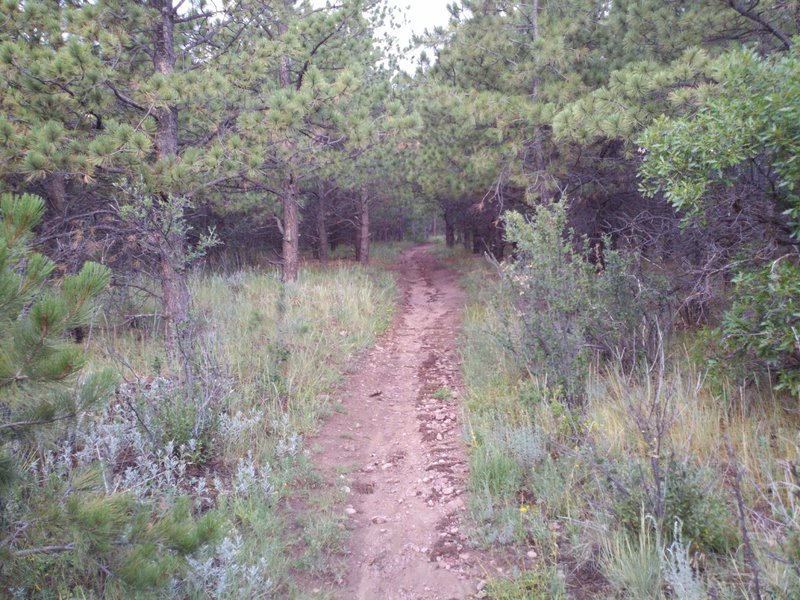 Nice trail for cruising.