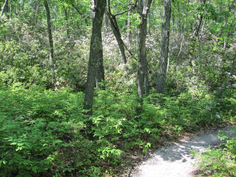 Wild laurel along White trail.