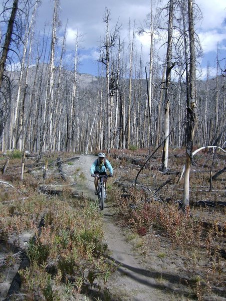 Short section of trail from the creek to the main trail.