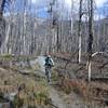 Short section of trail from the creek to the main trail.