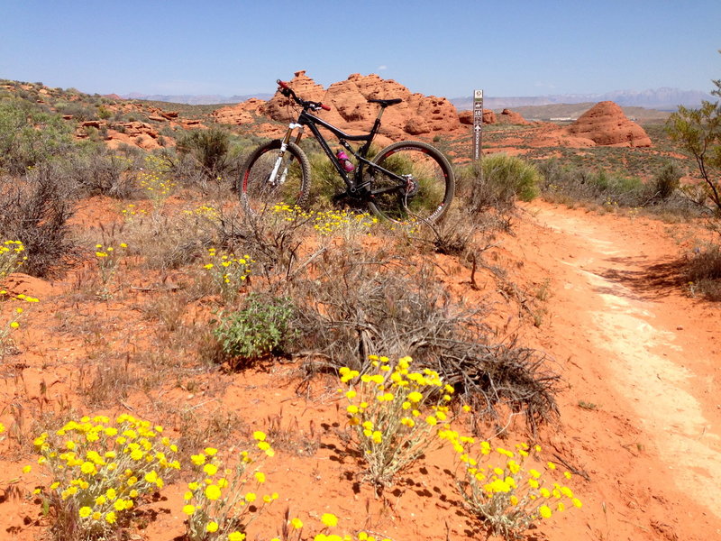 Spring flowers, singletrack, and Church Rocks (north) in the background.