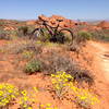 Spring flowers, singletrack, and Church Rocks (north) in the background.