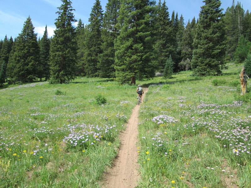 buff singletrack and meadows of flowers