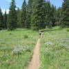 buff singletrack and meadows of flowers