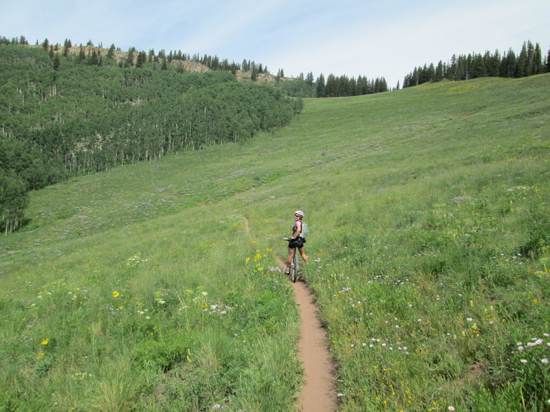 traversing smooth, fast singletrack among fields of wildflowers