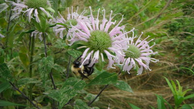 Prairie restoration