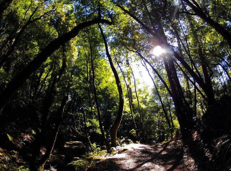 Riding through forests.