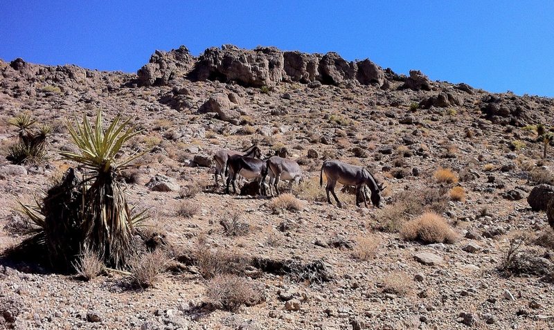 These locals decided to give me passage, they're pretty easy goin'