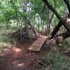 Trail into the trees.