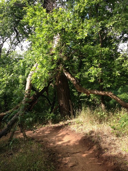 Under the branch.