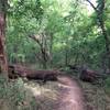 Through a broken tree