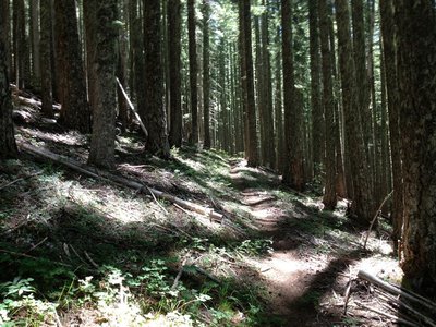 Singletrack, just like this, for miles.