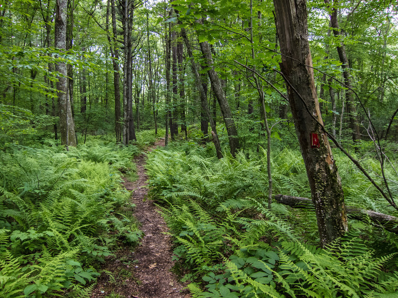 Access trail to Steele Farm (Boxborough, MA)