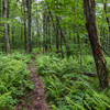 Access trail to Steele Farm (Boxborough, MA)