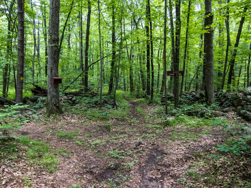 Turn left here. But there are also nice trails straight ahead and to the right.