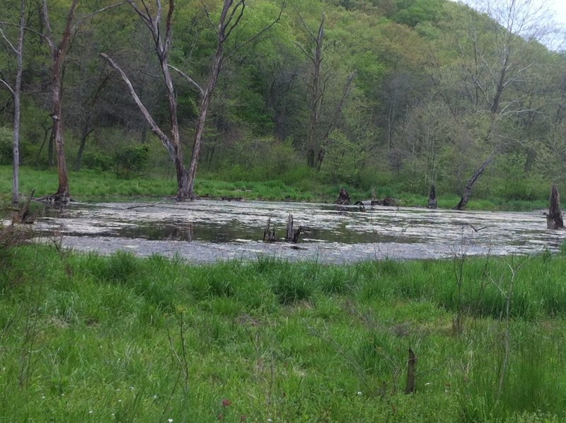 Picture of the Beaver Pond.