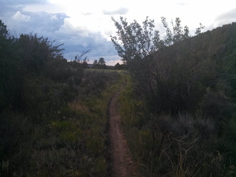 Singletrack near top of LSC.