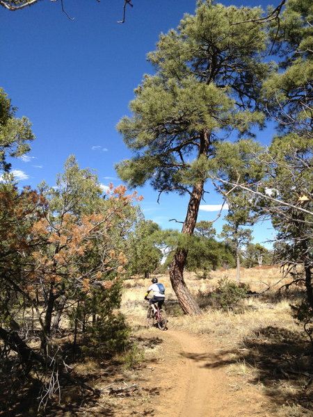 Curved tree and curved single track on the Drop In.