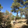 Curved tree and curved single track on the Drop In.