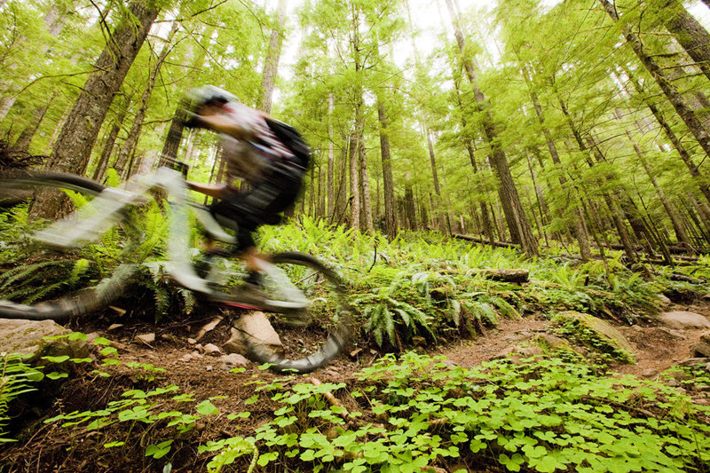 The forest is big and open on the upper section of Hide and Seek