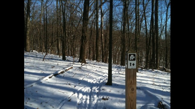 Dogwood trail marker