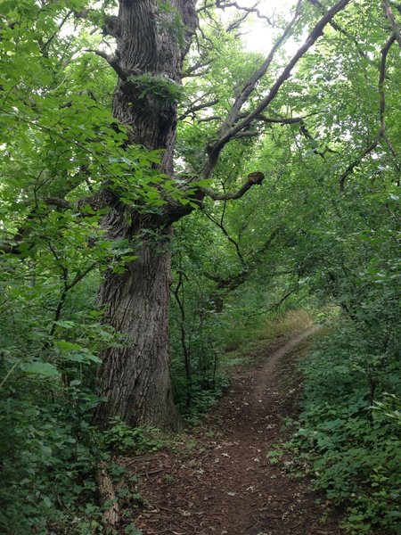 Great singletrack flowing past old growth oak trees.