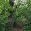 Great singletrack flowing past old growth oak trees.