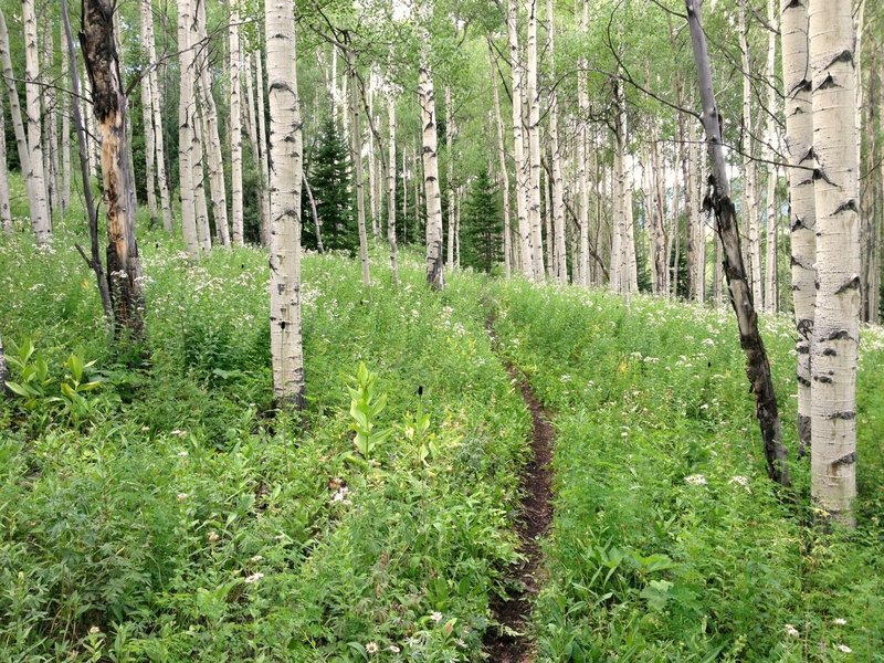 Typical view of the Burlingame trail.